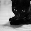 omgx