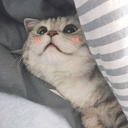 HarrisIce