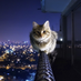 Rootcat