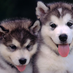skyaiwh