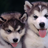 skyaiwh