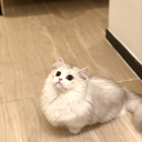 LucasYang