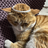 LittleOrangeCat
