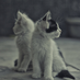 darkcat