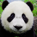 jmuPanda