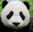jmuPanda