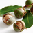 Macadamia