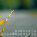 limpid