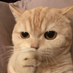 catquq