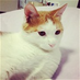 dassiy
