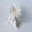 littledaisy