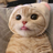 ihavecat