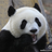 Pandashannon