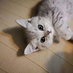 kitkitquzi