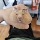 wanp