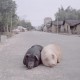 bigdog